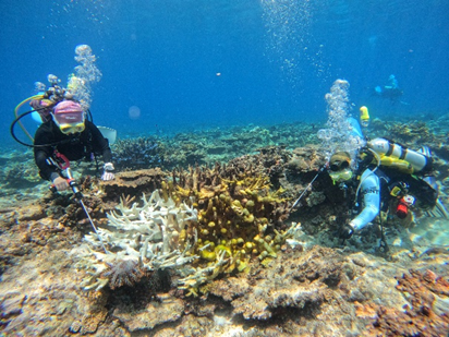 東沙突棘隊志工清除棘冠海星情況_0823-0829