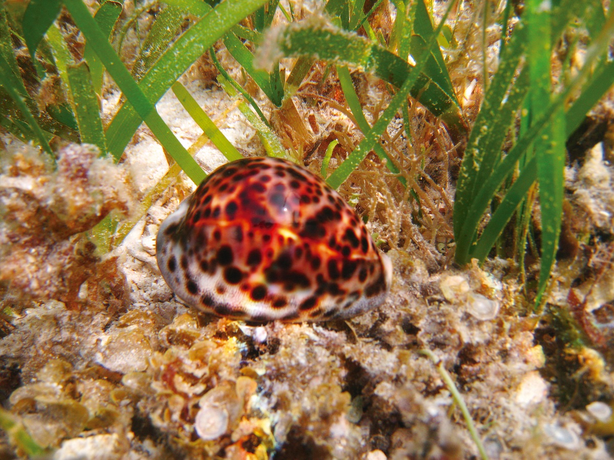 Cypraea tigris Linnaeus