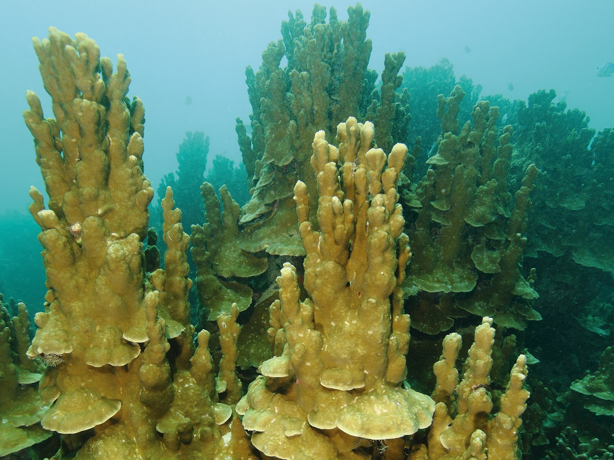 reef coral