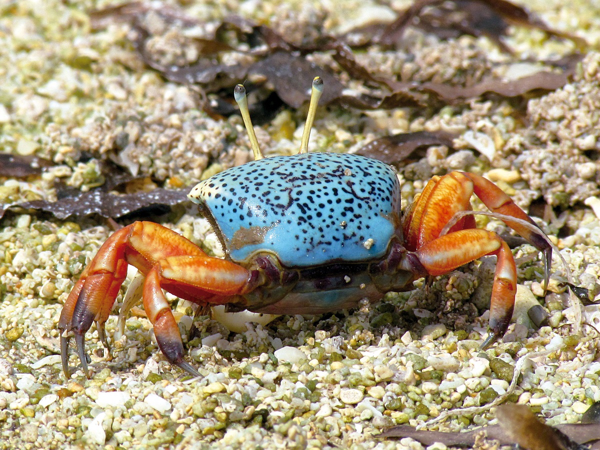 Uca tetragonon Herbst