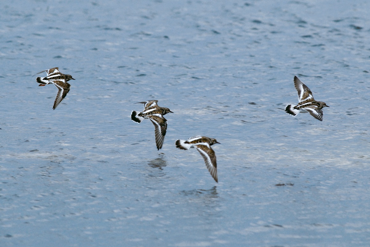 Arenaria interpres