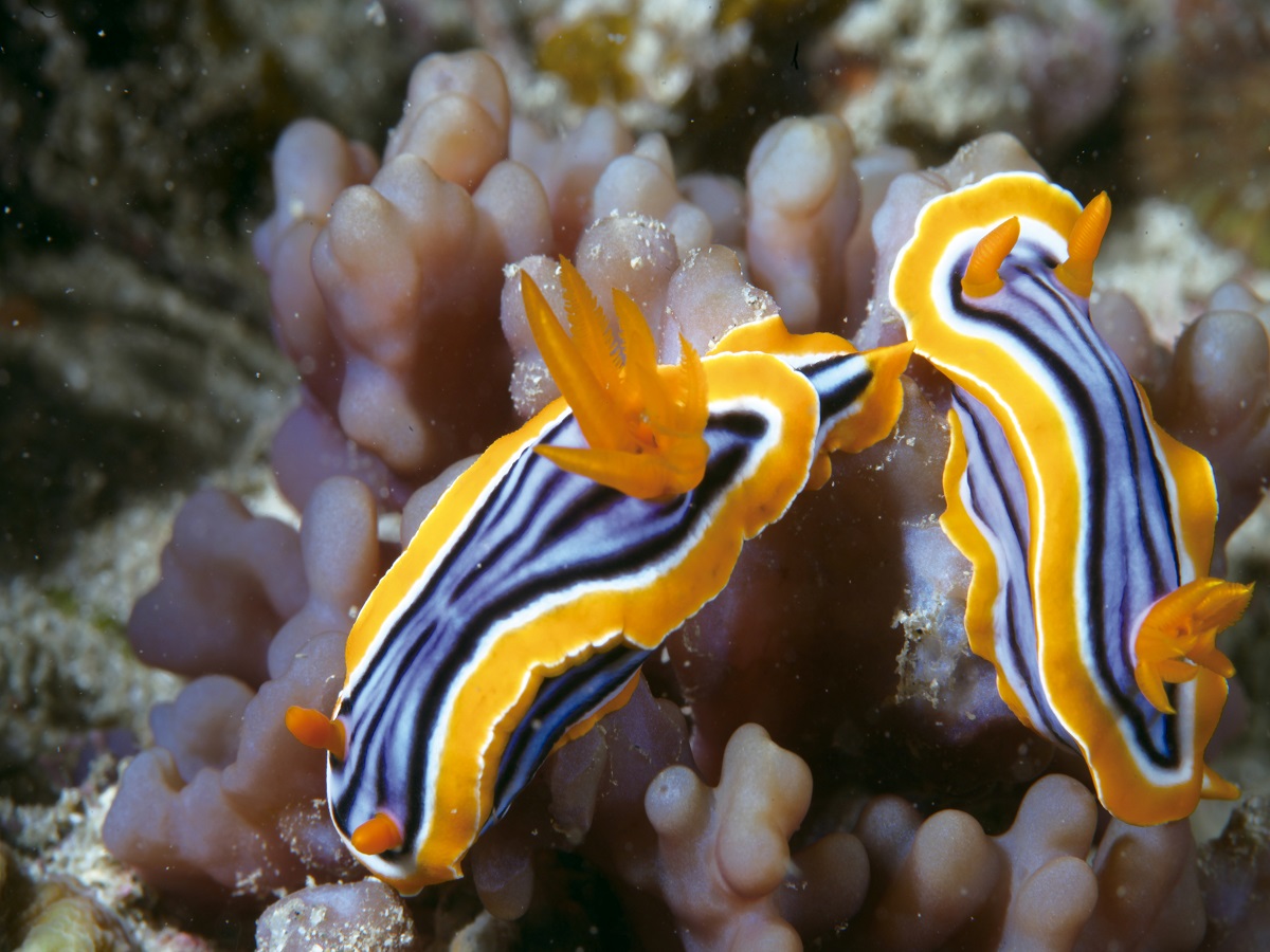 Chromodoris elisabthina