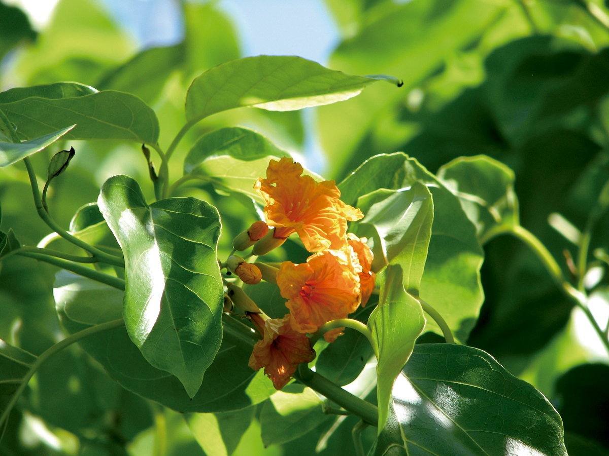 Cordia subcordata