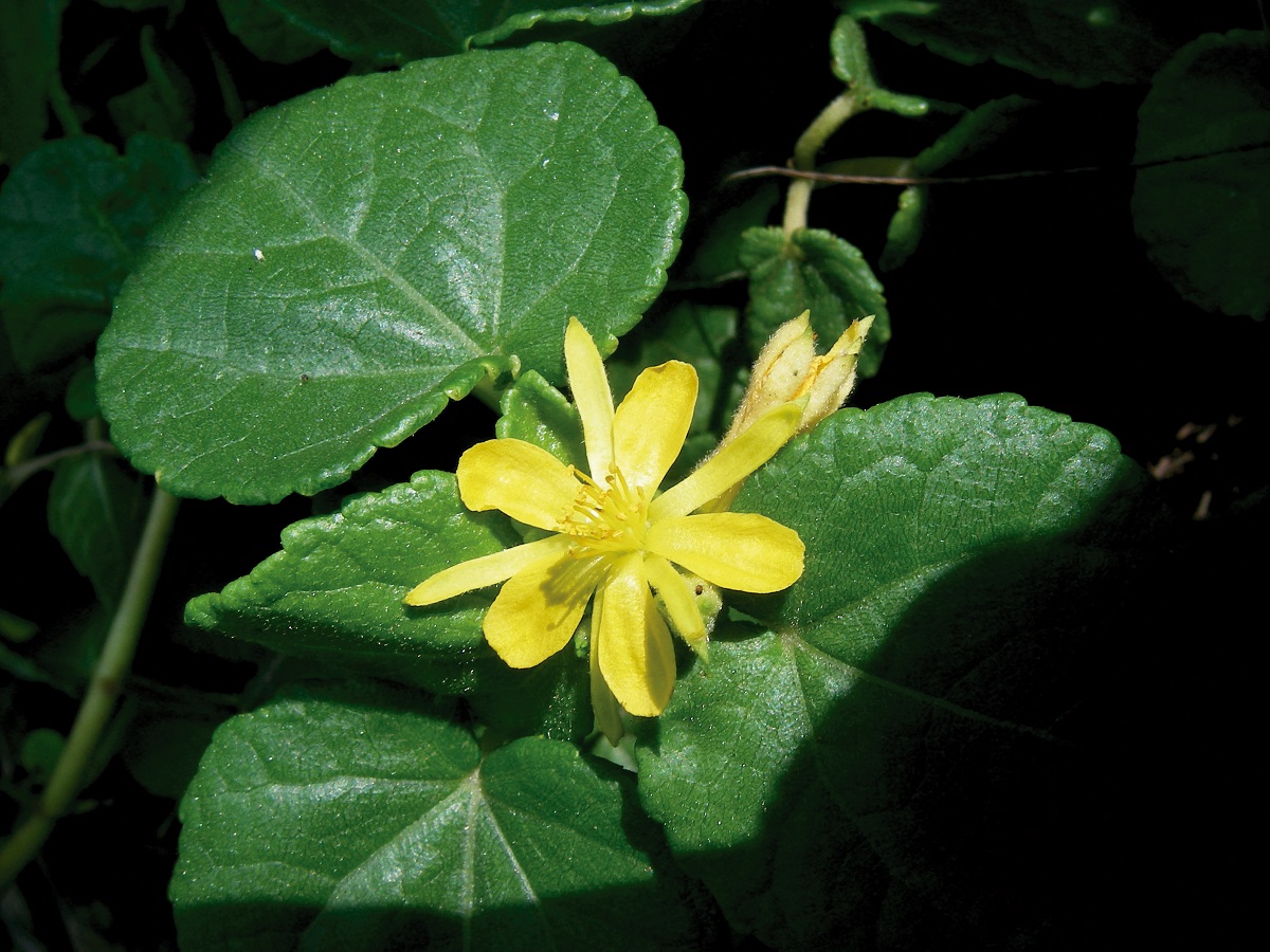 Triumfetta repens (Blume) Merrill ＆ Rolf