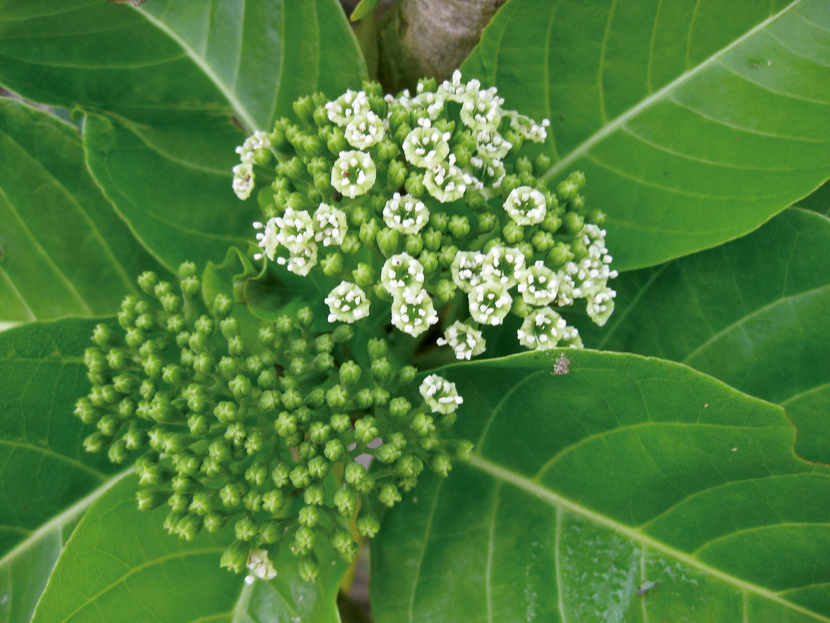 Pisonia grandis R. Brown