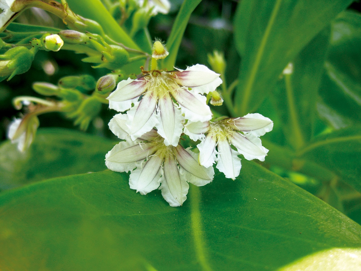 Scaevola sericea