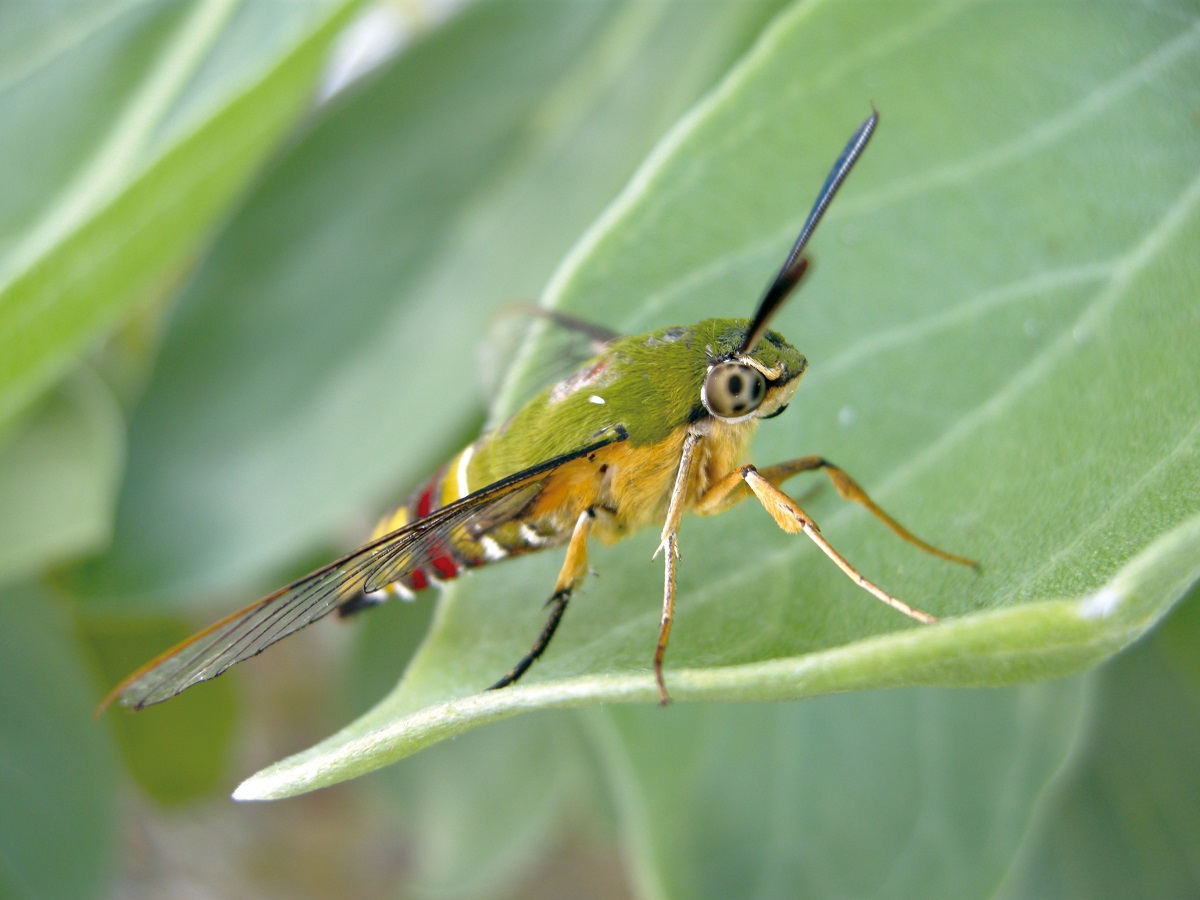 Cephonodes hylas