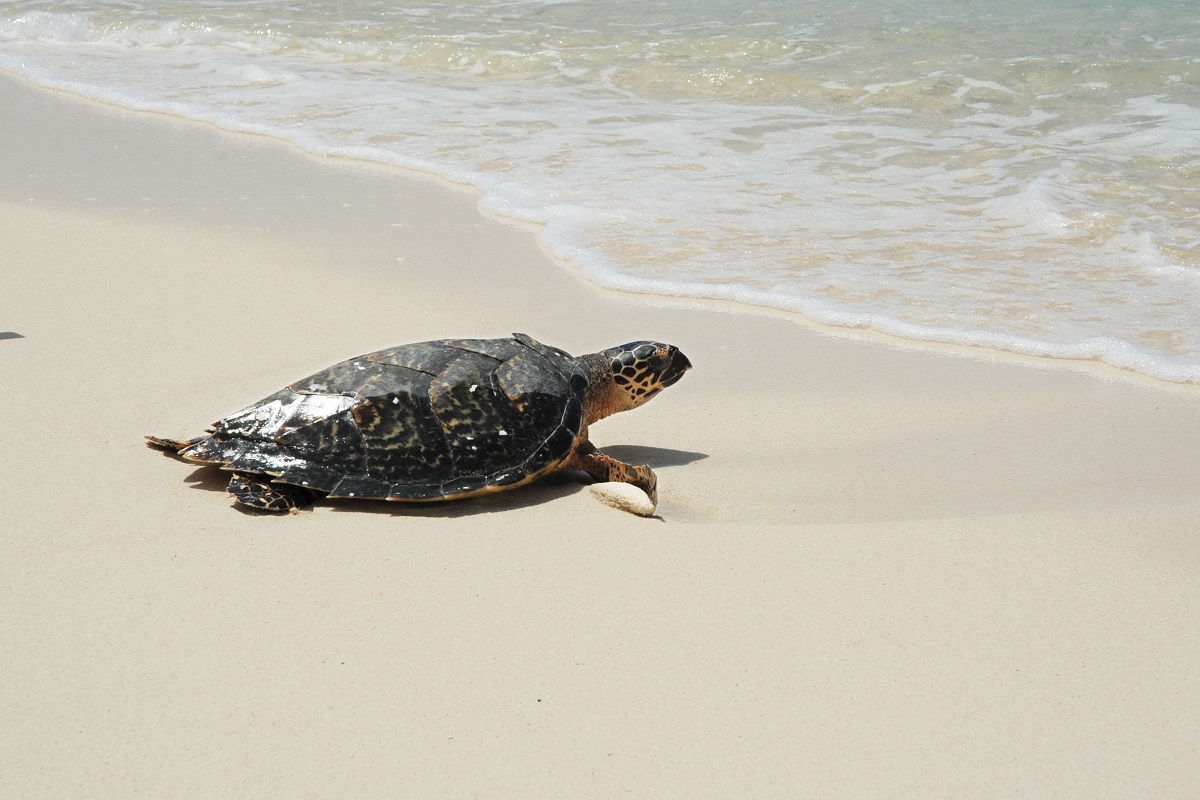 Eretmochelys imbricata