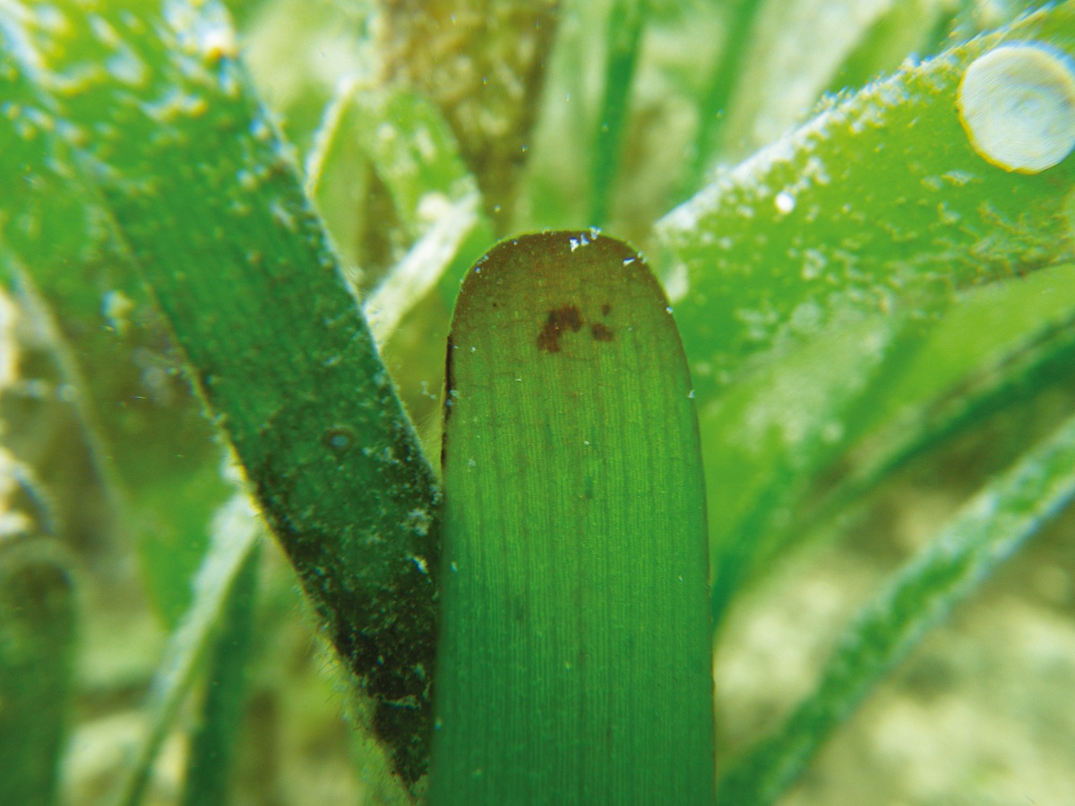 Thalassia hemprichii