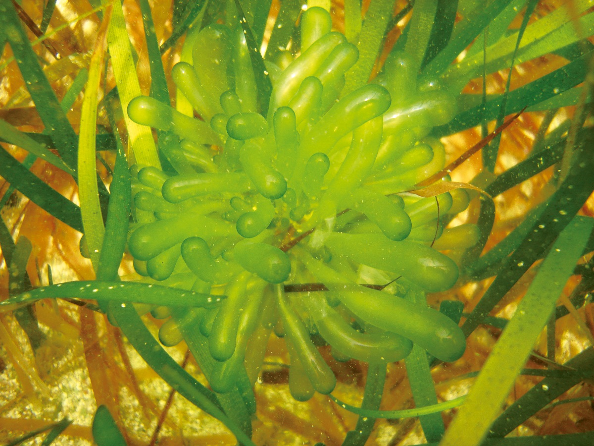 Caulerpa sertularioides