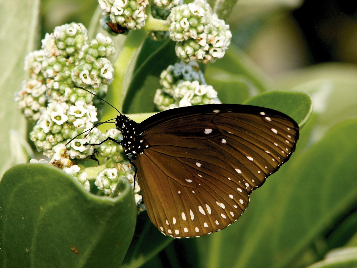 Euploea core sub sp. amymone