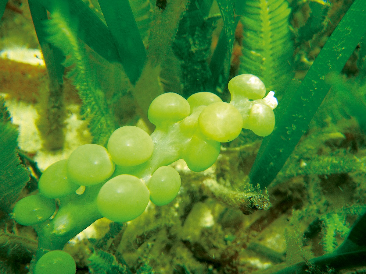 Caulerpa racemosa var