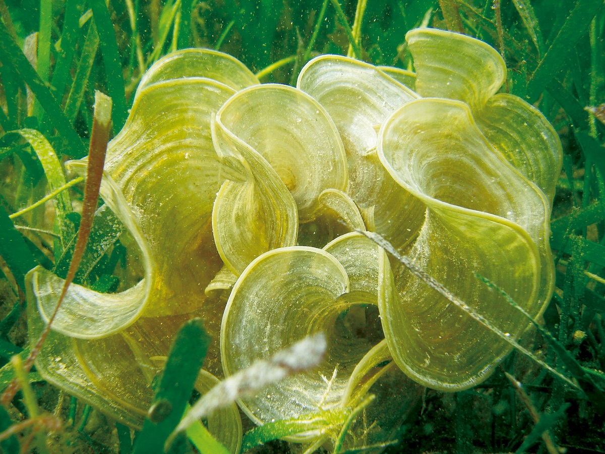 Padina australis Hauck