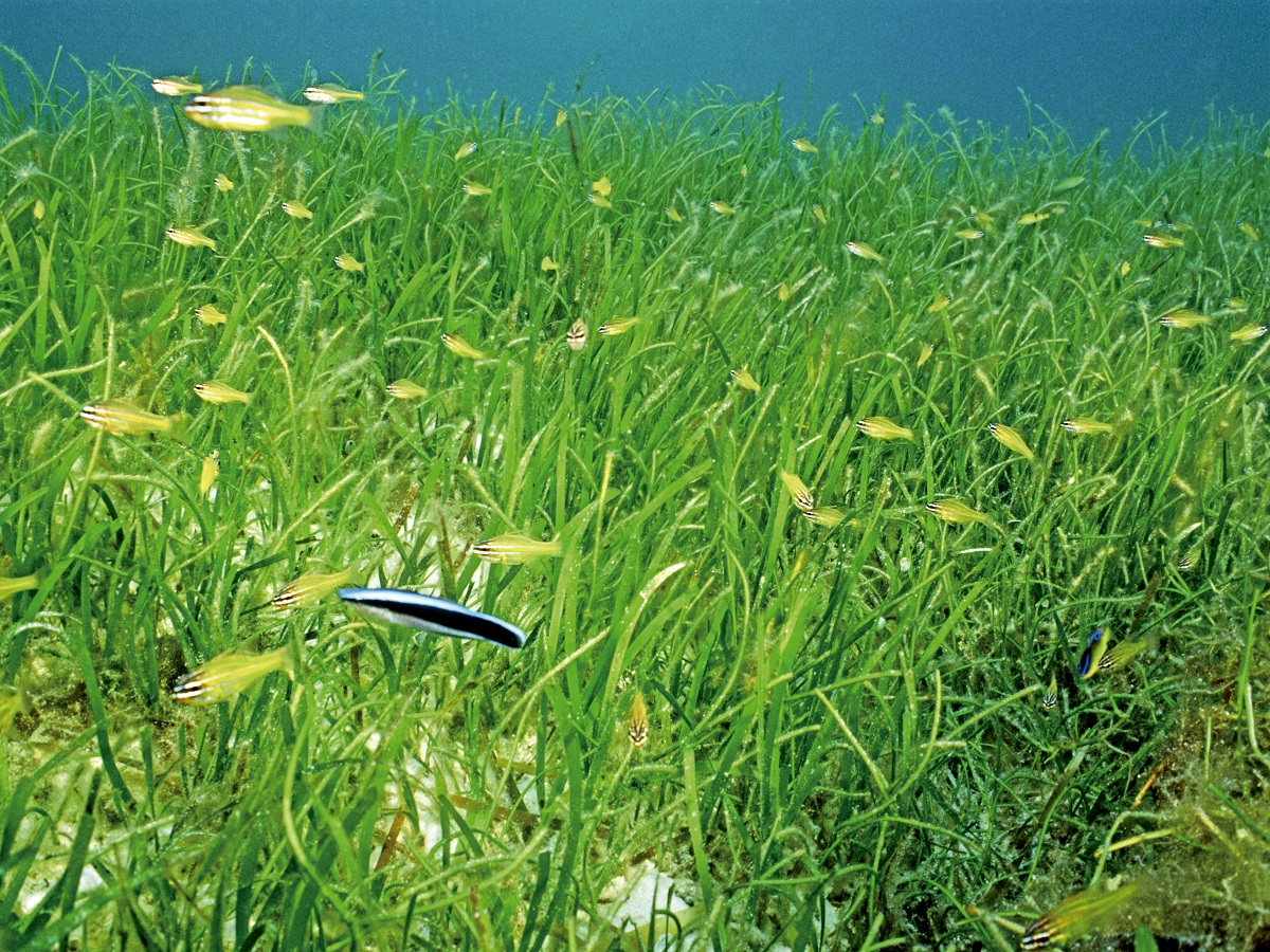 School of small fish rambling through the seagrass