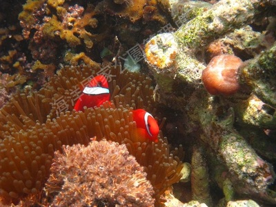 白條海葵魚